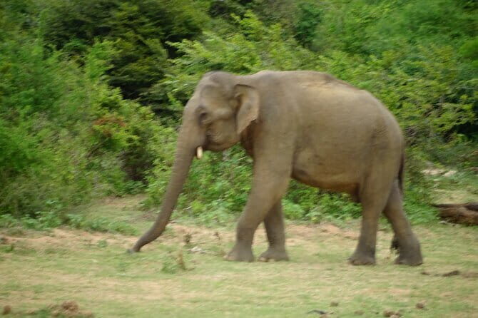 Udawalawe Jeep Safari - The Sum Up: Is the Udawalawe Jeep Safari Worth It?