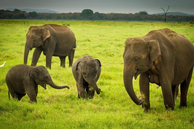 Udawalawe Jeep Safari from Kalutara - Key Points