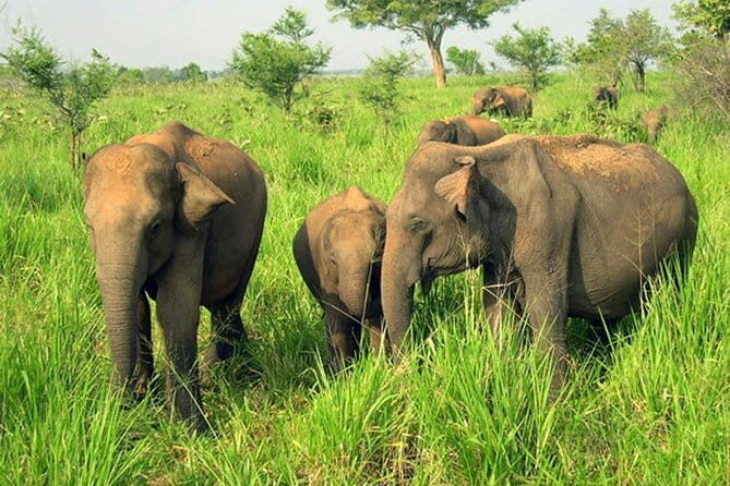 Udawalawe Jeep Safari from Kalutara & Wadduwa Hotels - Key Points