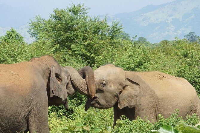 Udawalawe National Park and Elephant Transit Home From Galle - FAQ