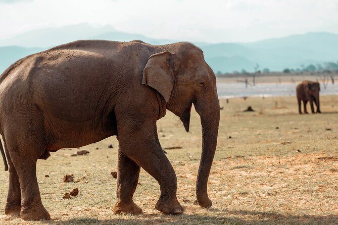 Udawalawe National Park Entrance Ticket with Private Safari - The Experience Breakdown