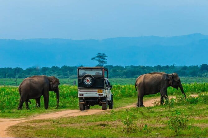 Udawalawe National Park Jeep Safari From Ella / Bandarawela - Starting the Day: Hotel Pickup & Early Departure
