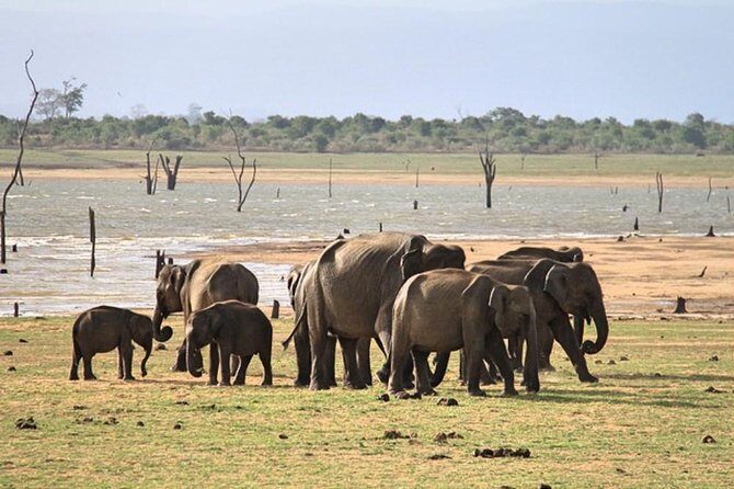 Udawalawe National Park Private Safari - What to Expect from the Udawalawe Private Safari