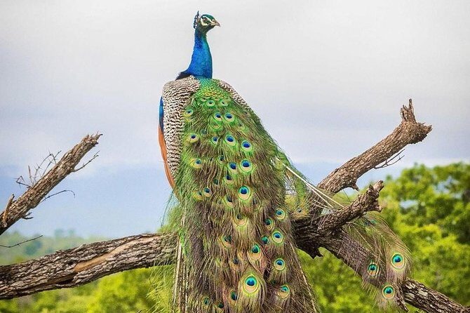 Udawalawe National Park Private Safari - Who Should Consider This Tour?