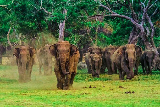Udawalawe National Park Safari - Who Is This Tour Best For?