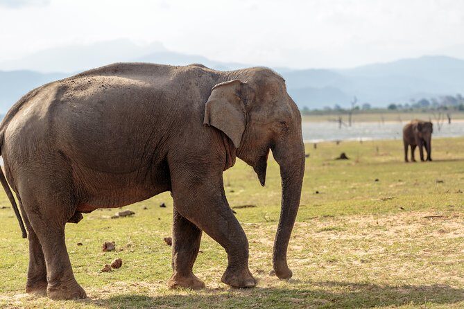 Udawalawe National Park Safari from Bentota - What We Love About This Tour