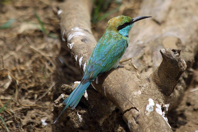 Udawalawe National Park Safari from Beruwala Hotels - What’s Included & What to Consider