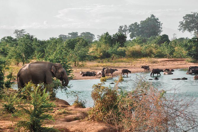 Udawalawe National Park Safari from Colombo - In-Depth Look at the Tour Experience