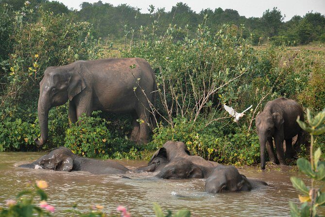 Udawalawe National Park Safari from Colombo - Who Would Love This Experience?