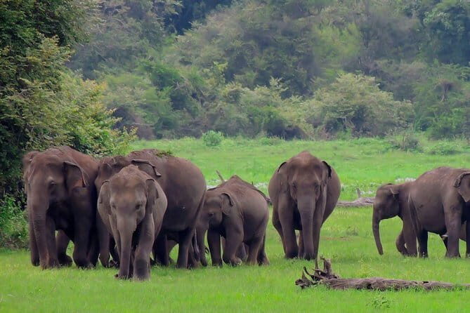Udawalawe National Park Safari from Ella - The Post-Safari Experience in Ella