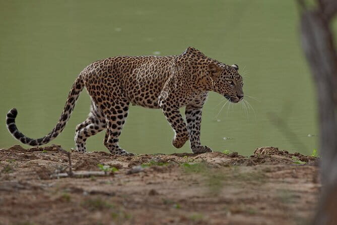 Udawalawe National Park Safari from Ella - Final Thoughts