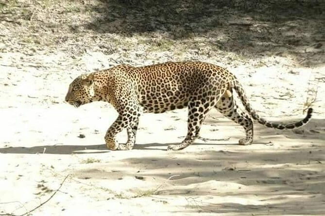Udawalawe National Park Safari | From Ella - Final Thoughts