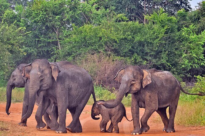 Udawalawe National Park Safari from Galle - An In-Depth Look at the Udawalawe Safari Experience