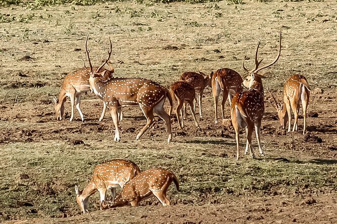 Udawalawe National Park Safari from Galle - Final Thoughts