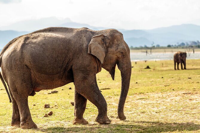 Udawalawe National Park Safari from Galle - FAQ