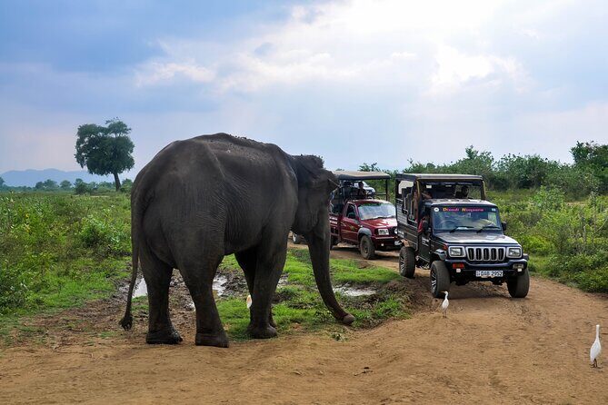 Udawalawe National Park Safari from Mirissa - The Itinerary: What to Expect