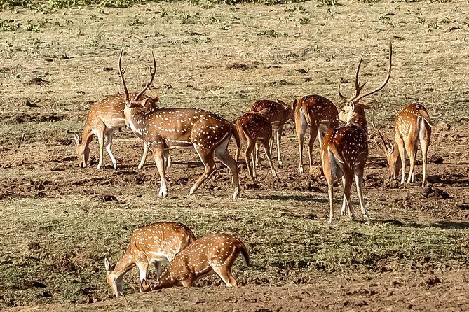 Udawalawe National Park Safari from Mirissa - Who Would Love This Experience?