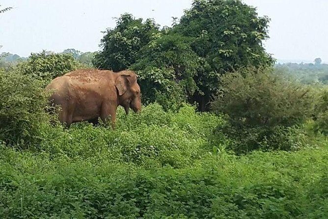 Udawalawe National Park Safari | From Mirissa | Galle | Weligama - FAQ