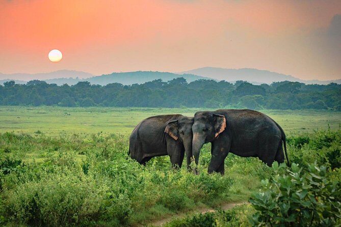Udawalawe National Park Safari from Mount Lavinia - The Itinerary Breakdown: What to Expect