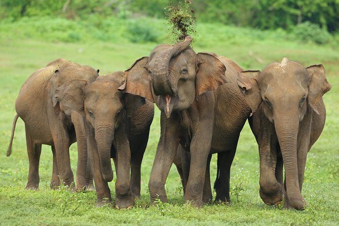 Udawalawe National Park Safari from Mount Lavinia - The Value Proposition