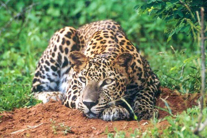 Udawalawe National Park Safari from Mount Lavinia - Final Thoughts: Is This Safari Worth It?