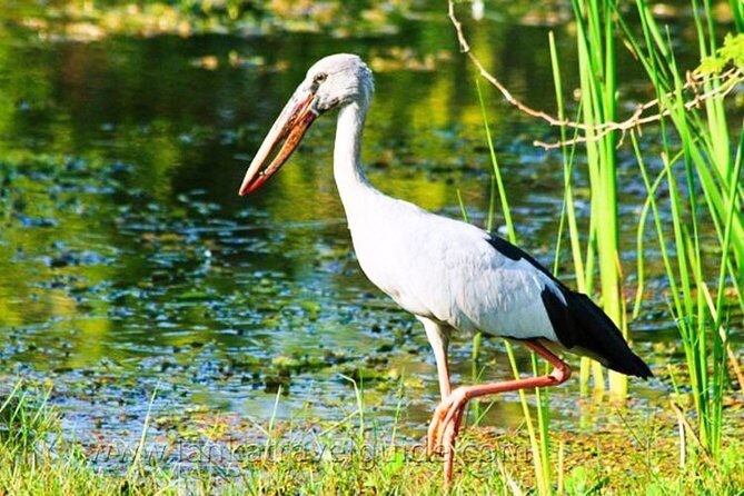 Udawalawe National Park Safari from Mount Lavinia - Frequently Asked Questions (FAQs)