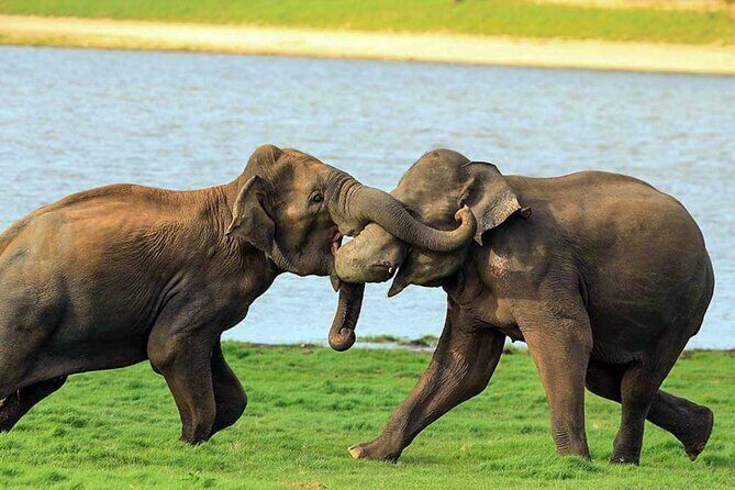 Udawalawe National Park Safari from Weligama - The Itinerary in Detail: What to Expect