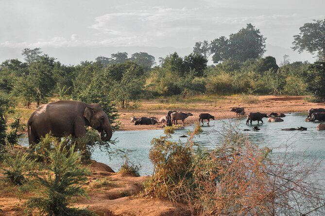 Udawalawe National Park Safari from Weligama - Who Is This Tour Best For?