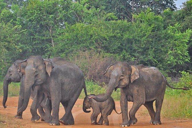Udawalawe National Park Safari from Yala - What Makes This Tour Stand Out?
