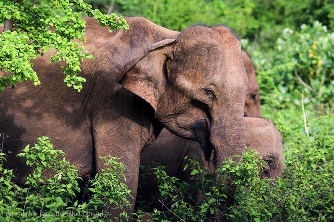 Udawalawe National Park Safari from Yala - Practicalities and Tips
