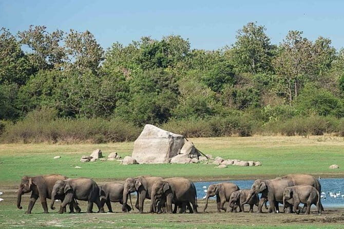 Udawalawe National Park Safari. Private full day tour from Bentota. - Transportation & Timing
