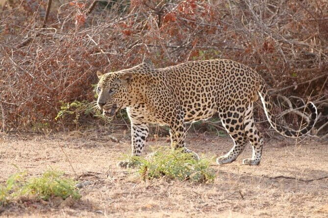 Udawalawe National Park Safari. Private full day tour from Bentota. - The Experience and What You’ll Gain