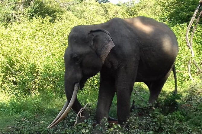Udawalawe National Park Safari Trip from Ella - The Itinerary in Detail