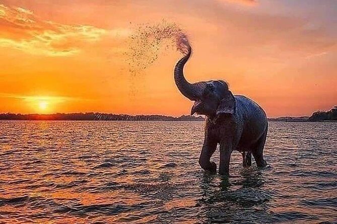 Udawalawe National Park Safari with Private Driver-Jeep and Enter ticket - Key Points