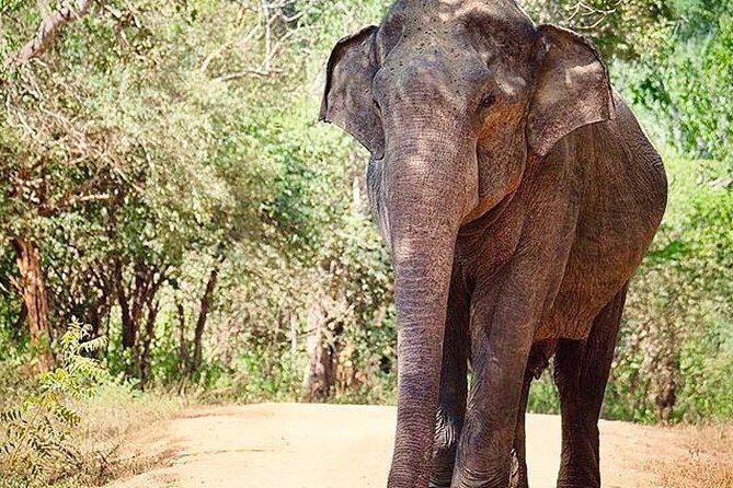 Udawalawe National Park Safari with Private Driver-Jeep and Enter ticket - Final Thoughts: Is It Worth It?