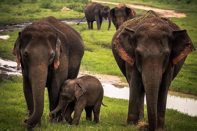 Udawalawe National Park Safari with Private Driver-Jeep and Enter ticket - FAQs
