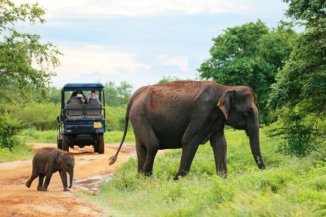 Udawalawe National Park Safari With Transfers From Colombo - What’s Included and What’s Not