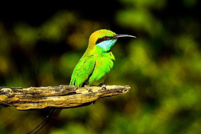 Udawalawe National Park Safari With Transfers From Colombo - The Sum Up