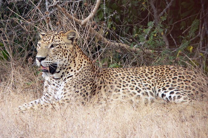 Udawalawe national park tour from bentota with jeep safari - Final Thoughts