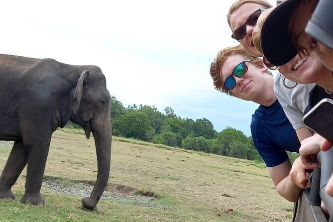 Udawalawe Safari Adventure with Pigeon Island Tours - A Deep Dive into the Udawalawe Safari Experience