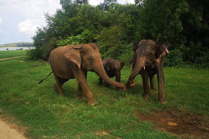 Udawalawe Safari Adventure with Pigeon Island Tours - FAQs