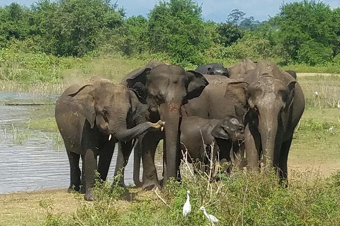 Udawalawe Safari Day Tour from Bentota and its' surrounding areas - The Full Experience: What You Can Expect on the Udawalawe Safari Day Tour