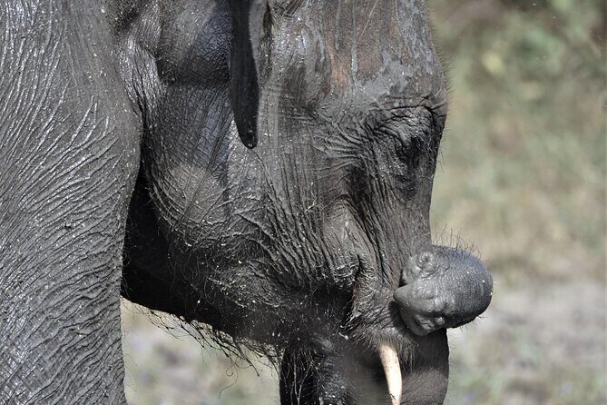 Udawalawe Safari Day Tour from Bentota and its' surrounding areas - What Reviewers Love Most