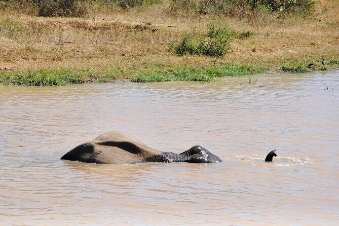Udawalawe Safari Day Tour from Bentota and its' surrounding areas - The Sum Up: Who Should Book This Safari?