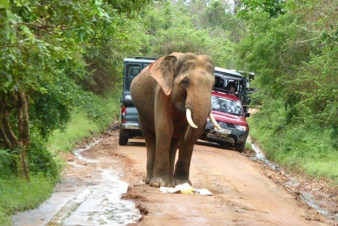 Udawalawe Safari Day Tour from Bentota and its' surrounding areas - FAQ