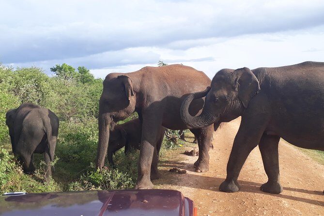 Udawalawe Safari Day Tour From Kandy - Key Points