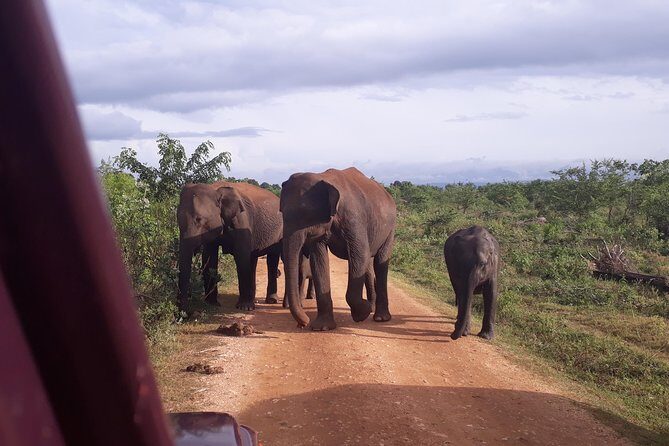 Udawalawe Safari Day Tour From Kandy - Practical Tips and Considerations