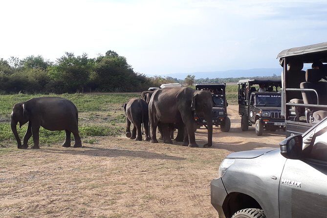 Udawalawe Safari Day Tour From Kandy - Who Will Enjoy This Tour?