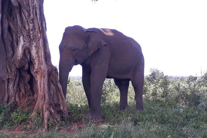Udawalawe Safari Day Tour From Kandy - Final Thoughts