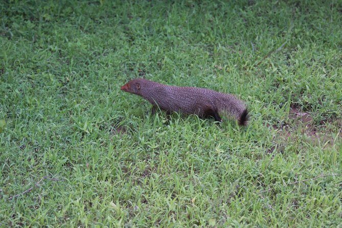 Udawalawe Safari Day Trip from Ella/Tangalle/Dikwella/Hambantota - FAQ